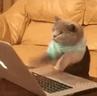 Laptop Cat typing, live loop